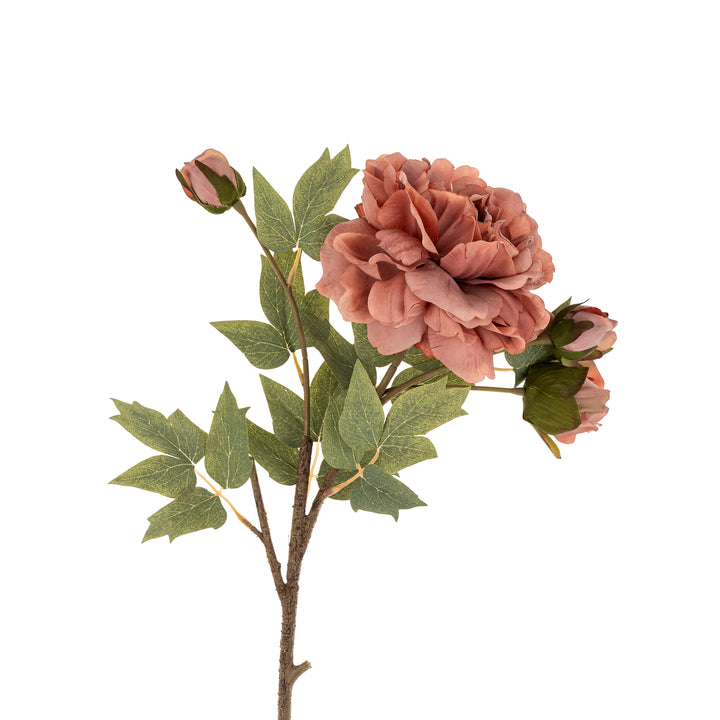 Peony Stem