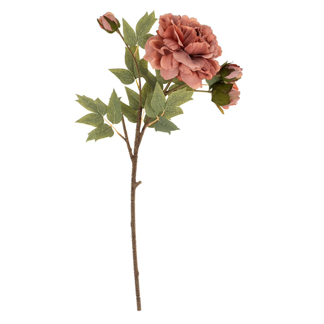 Peony Stem