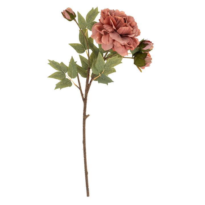 Peony Stem