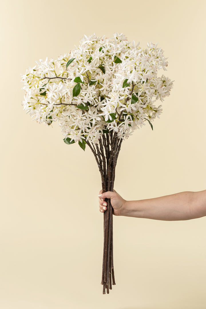Star Magnolia Branch