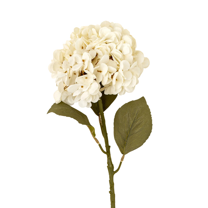 Hydrangea Stem