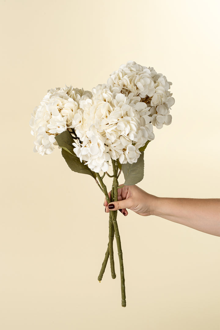 Hydrangea Stem