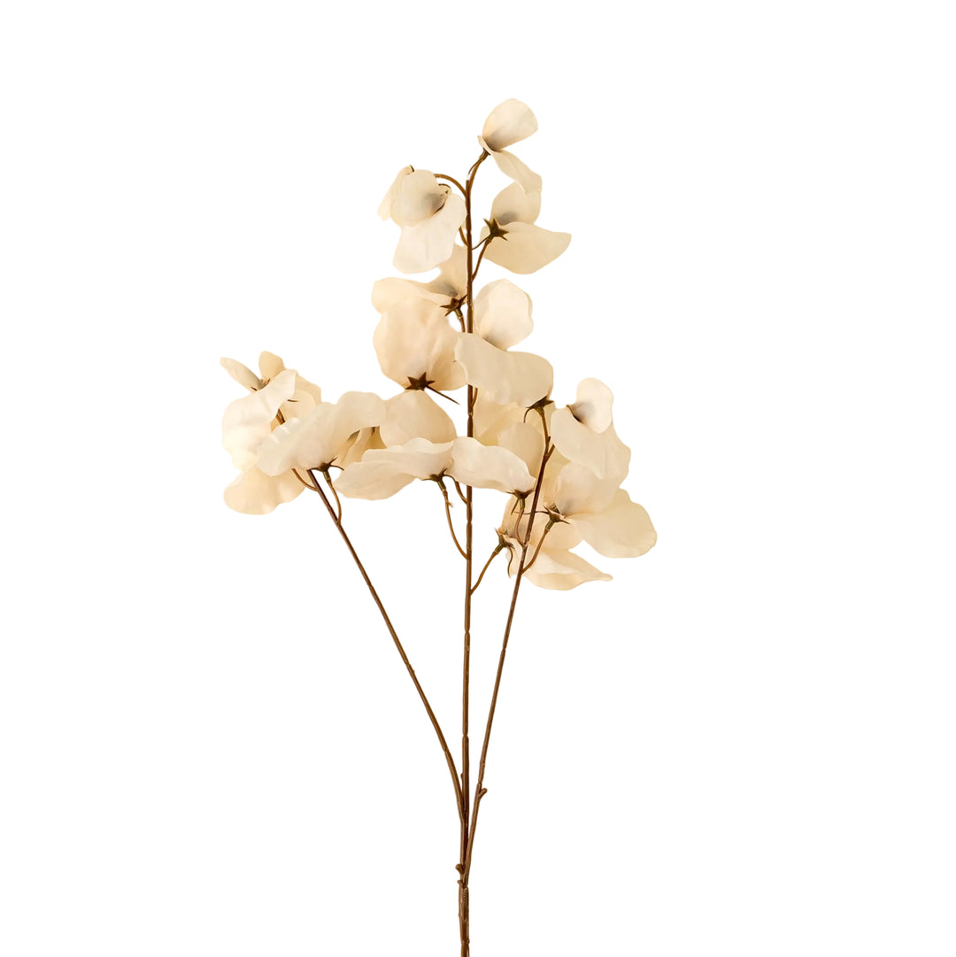 White Sweet Pea Stem