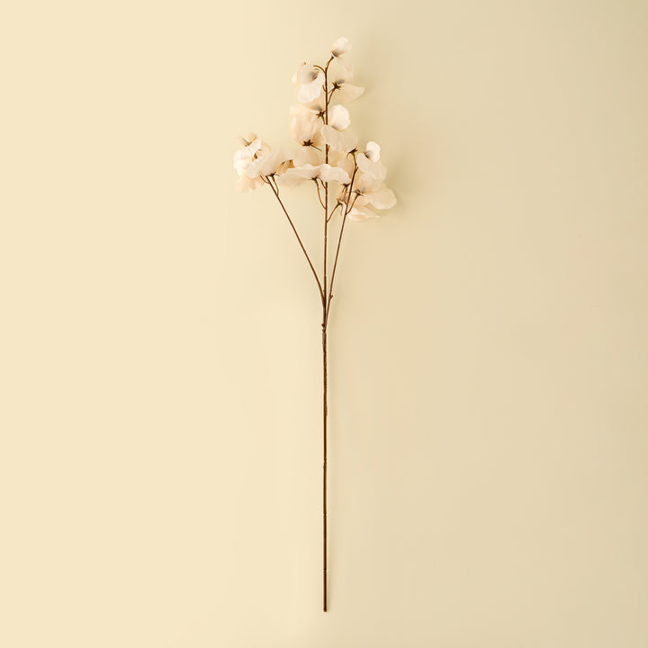 White Sweet Pea Stem
