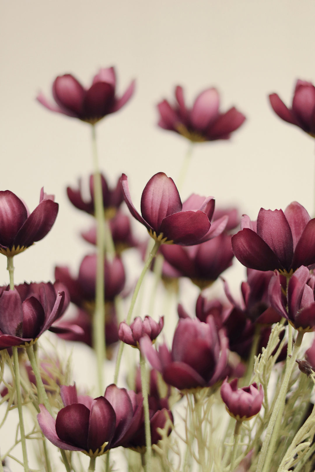 Calliopsis Spray - Deep Purple