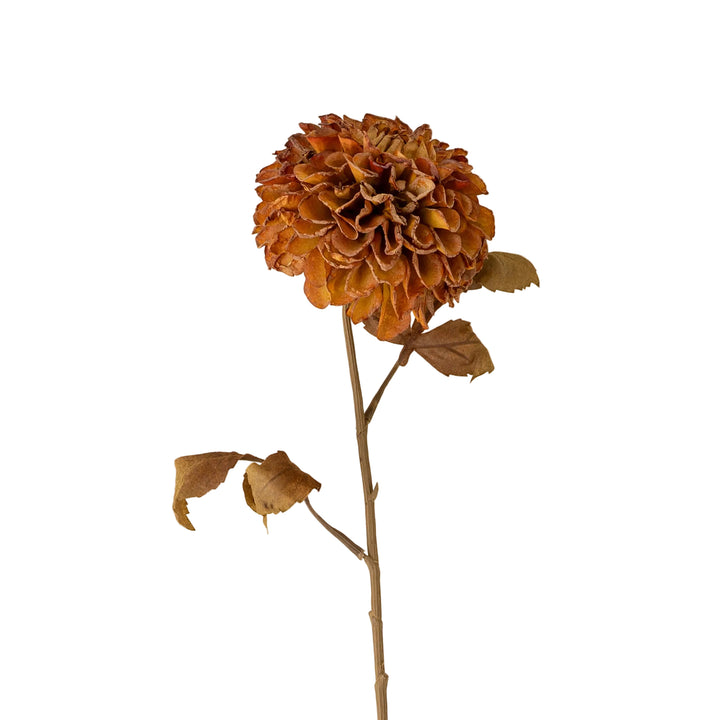 Dahlia Stem - Brown