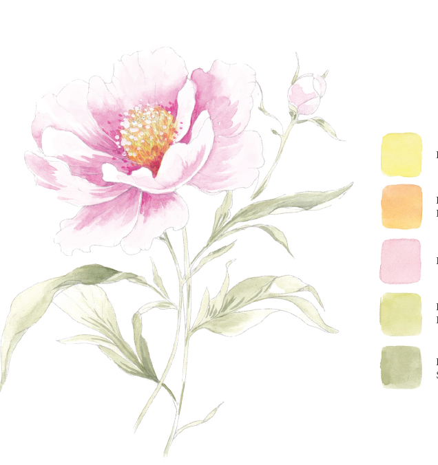 Blooms &amp; Bouquet Watercolour Workbook